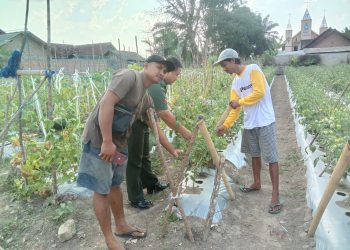 Babinsa Koramil 426-04/BA Dampingi Petani Dengan Membantu Merawat Tanaman Tomat