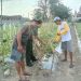 Babinsa Koramil 426-04/BA Dampingi Petani Dengan Membantu Merawat Tanaman Tomat
