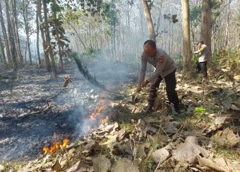 Polisi dan Petugas Gabungan Berhasil Padamkan Kebakaran Hutan Jati di Kabupaten Malang