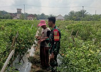 Tingkatkan Ketahanan Pangan, Babinsa Koramil 426-05 Penawar Aji Bantu Petani Panen Cabe Merah