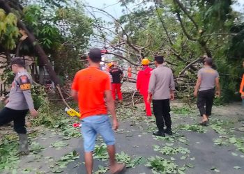 Gercep Polisi Bersama Warga Tangani Pohon Tumbang Akses Jalan Raya di Magetan Kembali Lancar