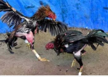 Perjudian Besar 303 Sabung Ayam Dan Dadu di Wilayah Hukum Polres Kabupaten Mojokerto ,Lancar Tidak Tersentuh APH; LSM Gempar Jatim Akan bersurat Ke Polda Jatim Dan Mabes Polri