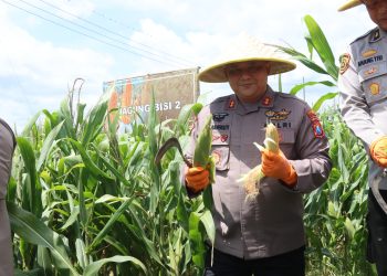 Kapolres Blitar Panen Kedua Jagung Swasembada untuk Anggota dan Masyarakat