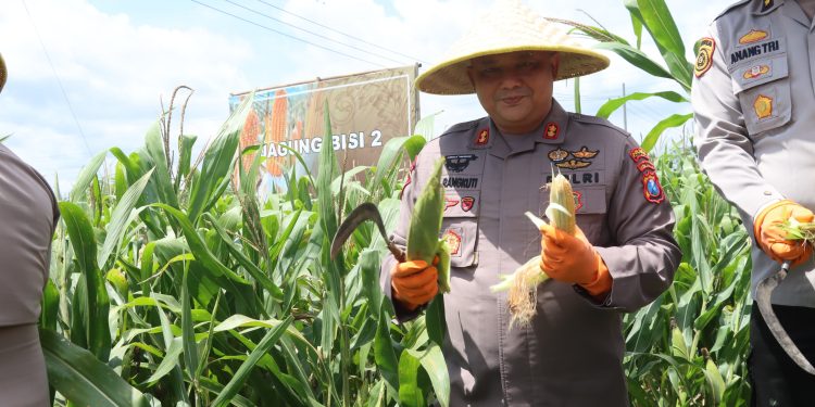 Kapolres Blitar Panen Kedua Jagung Swasembada untuk Anggota dan Masyarakat