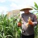 Kapolres Blitar Panen Kedua Jagung Swasembada untuk Anggota dan Masyarakat