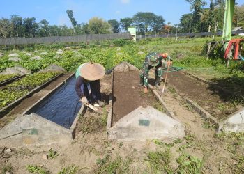 Dukung Ketahanan Pangan, Babinsa Koramil Ponggok Bantu Penyiapan Lahan Pertanian Di Sawah Milik Warga Binaannya