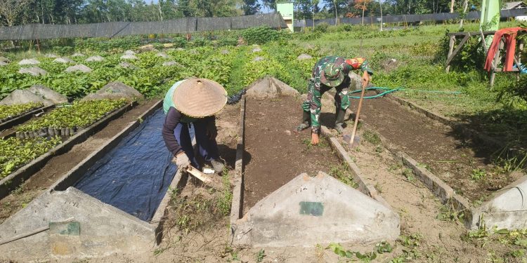 Dukung Ketahanan Pangan, Babinsa Koramil Ponggok Bantu Penyiapan Lahan Pertanian Di Sawah Milik Warga Binaannya