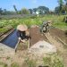 Dukung Ketahanan Pangan, Babinsa Koramil Ponggok Bantu Penyiapan Lahan Pertanian Di Sawah Milik Warga Binaannya