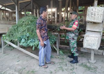 Dukung Ketahanan Pangan, Babinsa Koramil 426-01 Simpang Pematang Bantu Warga Peternak Kambing