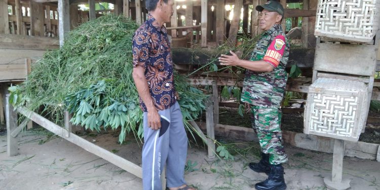 Dukung Ketahanan Pangan, Babinsa Koramil 426-01 Simpang Pematang Bantu Warga Peternak Kambing
