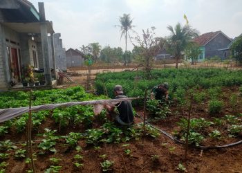 Babinsa Koramil 426-04 Banjar Agung Dukung Ketahanan Pangan Himbau Warga Manfaat Lahan Kosong