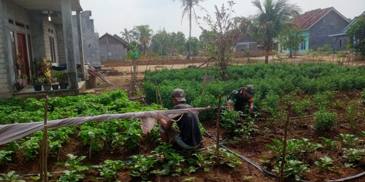 Babinsa Koramil 426-04 Banjar Agung Dukung Ketahanan Pangan Himbau Warga Manfaat Lahan Kosong