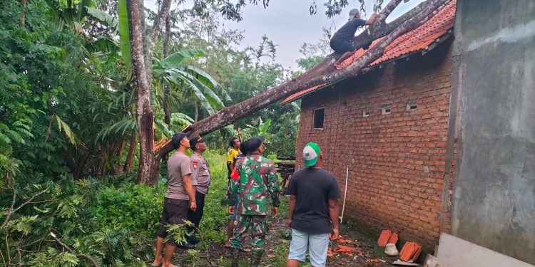 Sinergitas, Polisi bersama TNI dan Warga Tangani Dampak Puting Beliung di Bondowoso
