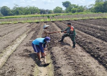 Peduli Ketahanan Pangan, Babinsa Koramil Ponggok Bantu Penyiapan Lahan Pertanian Milik Warga Binaannya