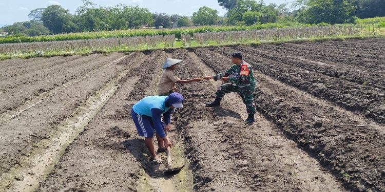 Peduli Ketahanan Pangan, Babinsa Koramil Ponggok Bantu Penyiapan Lahan Pertanian Milik Warga Binaannya