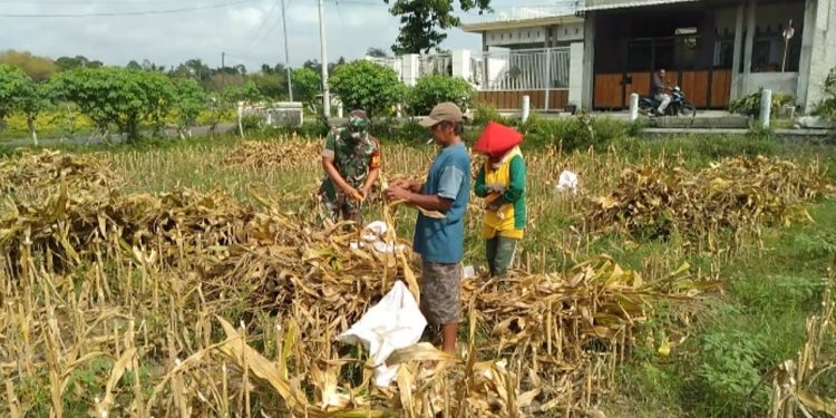 Dukung Ketahanan Pangan, Babinsa Koramil Sukorejo Bantu Panen Jagung Di Sawah Milik Warga Binaannya