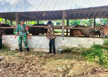 Dukung Ketahanan Pangan di Bidang Peternakan, Babinsa Koramil 426-04 Banjar Agung Sambangi Peternakan Sapi