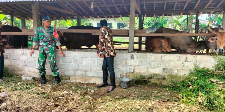 Dukung Ketahanan Pangan di Bidang Peternakan, Babinsa Koramil 426-04 Banjar Agung Sambangi Peternakan Sapi