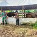 Dukung Ketahanan Pangan di Bidang Peternakan, Babinsa Koramil 426-04 Banjar Agung Sambangi Peternakan Sapi