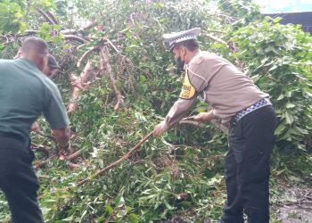 Polisi dan TNI Gotong Royong Tangani Pohon Tumbang Jalan Raya Balongbendo Sidoarjo Kembali Lancar