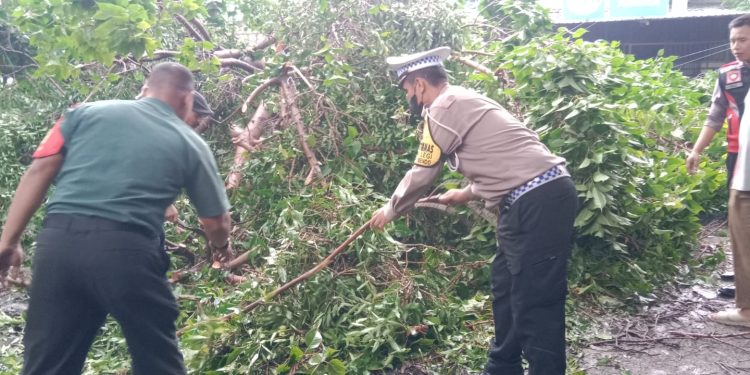Polisi dan TNI Gotong Royong Tangani Pohon Tumbang Jalan Raya Balongbendo Sidoarjo Kembali Lancar