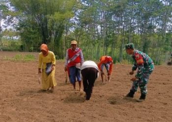 DUKUNGAN KETAHANAN PANGAN DIWILAYAH KABUPATEN LUMAJANG DESA LAMPENI.  BABINSA KORAMIL DAMPINGI PETANI TANAM JAGUNG