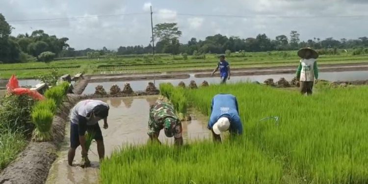 Dukung Ketahanan Pangan, Babinsa Koramil Gandusari Bantu Penyiapan Lahan Pertanian Di Sawah Warga Binaannya