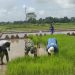 Dukung Ketahanan Pangan, Babinsa Koramil Gandusari Bantu Penyiapan Lahan Pertanian Di Sawah Warga Binaannya