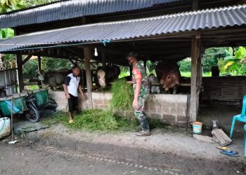 Dukung Ketahanan Pangan Babinsa Koramil 426-04 Banjar Agung Sambangi Peternakan Sapi
