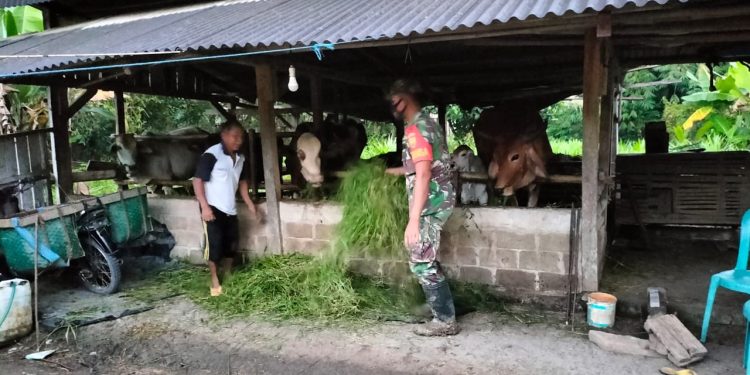 Dukung Ketahanan Pangan Babinsa Koramil 426-04 Banjar Agung Sambangi Peternakan Sapi