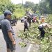 Respon Cepat Personel Polsek Selemadeg Evakuasi Pohon Tumbang yang Menghalangi Jalan