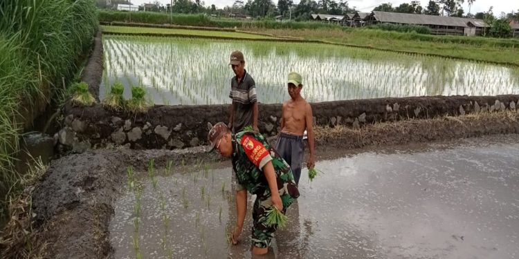 Dukung Ketahanan Pangan, Babinsa Koramil Sanankulon Bantu Menanam Padi Di Sawah Warga Binaannya