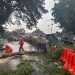 Gercep Polisi Kota Kediri Bersama BPBD Evakuasi Pohon Tumbang di 4 Lokasi