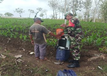Dukung Ketahanan Pangan, Babinsa Koramil Panggungrejo Bantu Penyemprotan Tanaman Jagung Milik Warga Binaannya