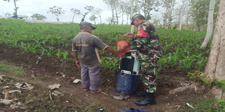 Dukung Ketahanan Pangan, Babinsa Koramil Panggungrejo Bantu Penyemprotan Tanaman Jagung Milik Warga Binaannya