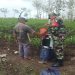 Dukung Ketahanan Pangan, Babinsa Koramil Panggungrejo Bantu Penyemprotan Tanaman Jagung Milik Warga Binaannya