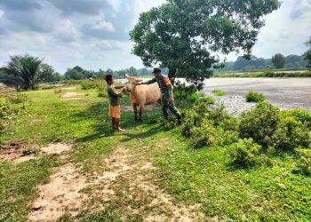 Meningkatkan Ketahan Pangan Babinsa 426-04 Banjar Agung Dan Bhabinkamtibmas Komsos Dengan Peternak Kerbau