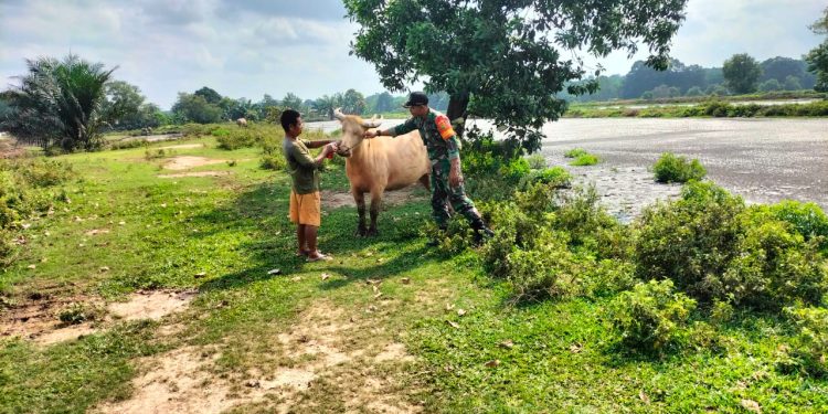 Meningkatkan Ketahan Pangan Babinsa 426-04 Banjar Agung Dan Bhabinkamtibmas Komsos Dengan Peternak Kerbau