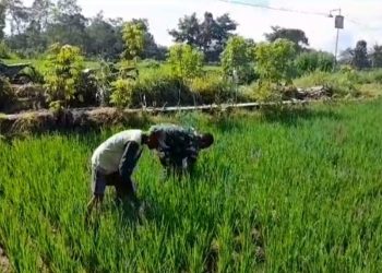 Terjun Langsung Ke Lapangan, Babinsa Koramil Nglegok Bantu Membersihkan Rumput Pada Tanaman Padi Di Sawah Milik Warga Binaannya