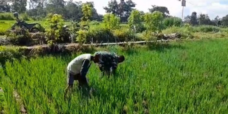 Terjun Langsung Ke Lapangan, Babinsa Koramil Nglegok Bantu Membersihkan Rumput Pada Tanaman Padi Di Sawah Milik Warga Binaannya