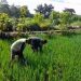 Terjun Langsung Ke Lapangan, Babinsa Koramil Nglegok Bantu Membersihkan Rumput Pada Tanaman Padi Di Sawah Milik Warga Binaannya