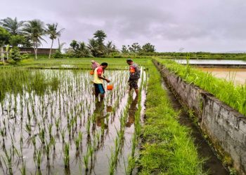 Dukung Ketahanan Pangan, Babinsa Pos Selopuro Bantu Pemupukan Tanaman Padi Di Sawah Milik Warga Binaannya