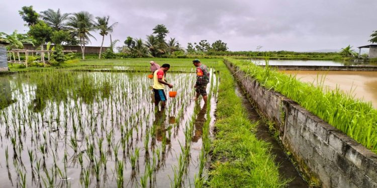 Dukung Ketahanan Pangan, Babinsa Pos Selopuro Bantu Pemupukan Tanaman Padi Di Sawah Milik Warga Binaannya
