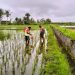Dukung Ketahanan Pangan, Babinsa Pos Selopuro Bantu Pemupukan Tanaman Padi Di Sawah Milik Warga Binaannya