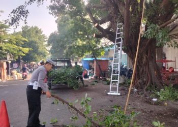 Kanit Kamsel Sat Lantas Polres Kediri Lakukan Pemantauan pemangkasan pohon Antispasi Pohon Tumbang Saat Hujan
