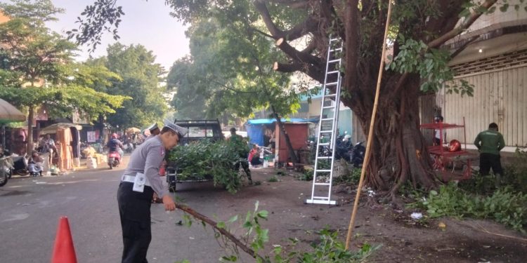 Kanit Kamsel Sat Lantas Polres Kediri Lakukan Pemantauan pemangkasan pohon Antispasi Pohon Tumbang Saat Hujan