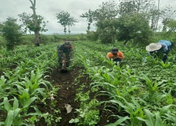 Dukung Ketahanan Pangan Di Wilayah Binaannya, Babinsa Koramil Panggungrejo Terjun Langsung Ke Lapangan