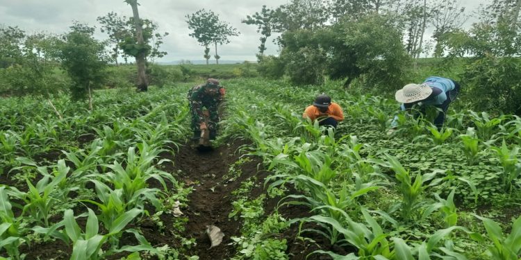 Dukung Ketahanan Pangan Di Wilayah Binaannya, Babinsa Koramil Panggungrejo Terjun Langsung Ke Lapangan