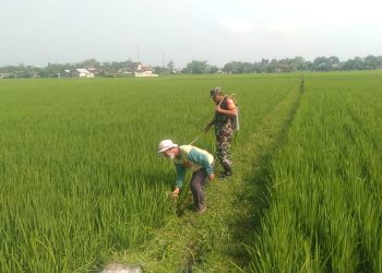 Babinsa Koramil Sutojayan Bantu Penyemprotan Pestisida Pada Tanaman Padi di Sawah Milik Warga Binaannya