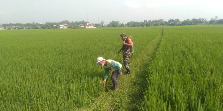 Babinsa Koramil Sutojayan Bantu Penyemprotan Pestisida Pada Tanaman Padi di Sawah Milik Warga Binaannya